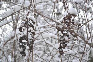 das Bäume bedeckt durch Schnee. foto