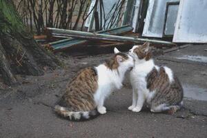 süß Katzen im Liebe. Straße Katzen. komisch Katzen im das Straße. Katzen sind küssen. foto