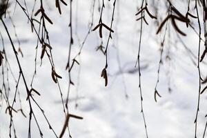 Geäst von Baum Makro. Natur Muster. foto