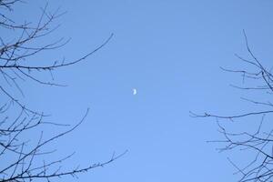 Blau Himmel mit Weiß Mond. Abend Himmel. Geäst von Bäume foto