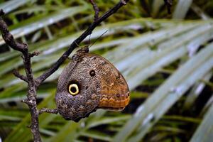 schön Schmetterling auf ein Grün Blätter. tropisch Tierwelt. schön Insekten. Schönheit von Natur. Makro Natur. foto