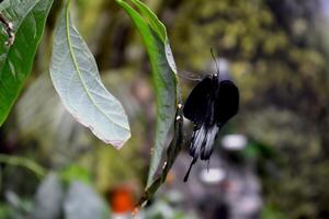 schön Schmetterling auf ein Grün Blätter. tropisch Tierwelt. schön Insekten. Schönheit von Natur. Makro Natur. foto