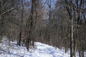 Winter Wald Landschaft. sonnig Wetter. foto