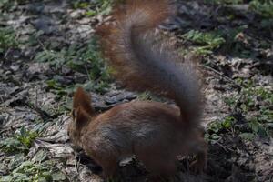 süß rot Eichhörnchen läuft auf das Boden im ein Wald. foto