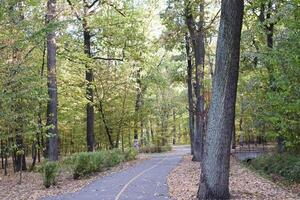 Straße im das Wald beim Herbst. foto