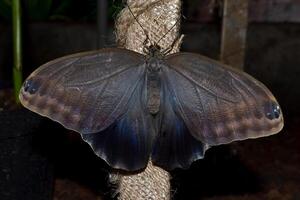 schön Schmetterling auf ein Grün Blätter. tropisch Tierwelt. schön Insekten. Schönheit von Natur. Makro Natur. foto