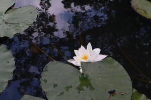 Wasser Lilie im das Teich, schließen hoch. Weiß Lotus. foto