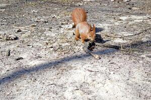 süß rot Eichhörnchen läuft auf das Boden im ein Wald. foto