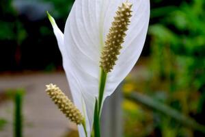 Blühen von Weiß tropisch Blume. foto