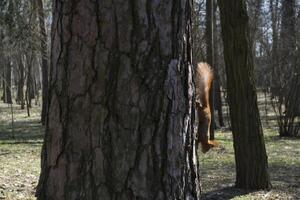 komisch rot Eichhörnchen auf Kofferraum von Baum. foto