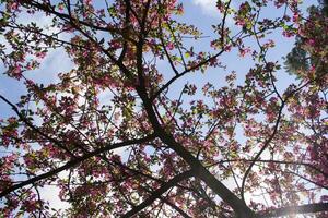 Rosa blühen Geäst von Kirsche Baum. Makro Schuss. Schönheit von Natur beim Frühling. foto