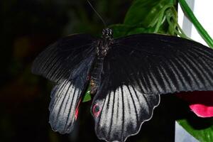 schön Schmetterling auf ein Grün Blätter. tropisch Tierwelt. schön Insekten. Schönheit von Natur. Makro Natur. foto