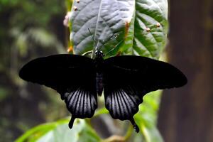 schön Schmetterling auf ein Grün Blätter. tropisch Tierwelt. schön Insekten. Schönheit von Natur. Makro Natur. foto