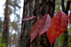 Herbst Blätter auf das Baum. foto