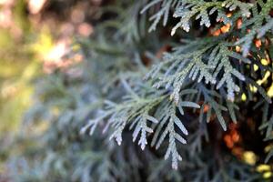 Nadelbaum Hintergrund. Nadelbaum Textur. Grün natürlich Hintergrund. foto