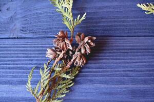 immergrün Muster. Blumen- Hintergrundflach legen von Tanne Baum Geäst auf das dunkel Blau hölzern Tisch. foto