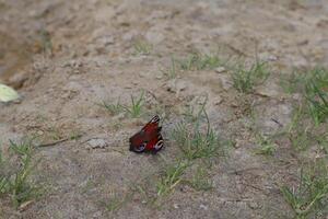 Schmetterling auf das Sand, schließen hoch. foto