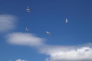 das Gruppe von Weiß Tauben fliegend im das Himmel. foto