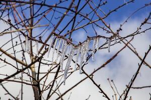 Schönheit gefroren Baum Ast im Winter Eis. foto