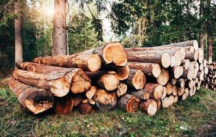 Vorder- und Seitenansicht. frisch geerntete Holzstämme auf einem Haufen im grünen Wald gestapelt foto