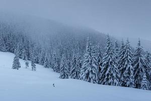 eine ruhige Winterszene. mit Schnee bedeckte Tannen stehen im Nebel. schöne Landschaft am Waldrand. Frohes Neues Jahr foto