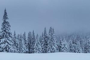 eine ruhige Winterszene. mit Schnee bedeckte Tannen stehen im Nebel. schöne Landschaft am Waldrand. Frohes Neues Jahr foto