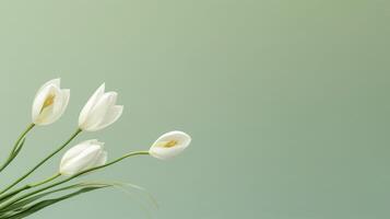 ai generiert elegant Weiß Tulpen auf Sanft Grün Hintergrund foto