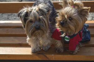 zwei süß Yorkshire Terrier Sitzung auf ein Bank draussen. foto