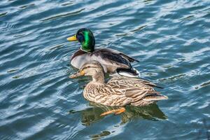 Stockente Paar im das See Nahansicht foto