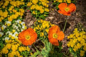 Orange Mohnblumen Blühen foto