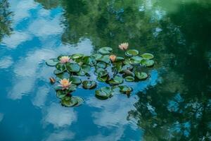 Wasserlilien auf ein reflektierend Teich foto