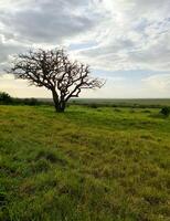 typisch afrikanisch Bäume im das Savanne von das Massai mara Park im Kenia. foto