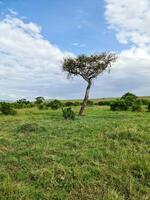 typisch afrikanisch Bäume im das Savanne von das Massai mara Park im Kenia. foto