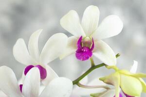 Nahaufnahme, Weiß Dendrobium Orchidee Blume, Zier Anlage, grau abstrakt isoliert foto