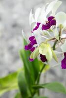 lila Weiß Dendrobium Orchidee, tropisch Orchidee Blume abstrakt grau Hintergrund foto