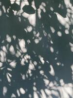 Blätter Schatten Hintergrund auf Beton Mauer Textur, Blätter Baum Geäst Schatten mit Sonnenlicht foto