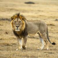 ai generiert Löwe im das Savanne afrikanisch Tierwelt Landschaft foto