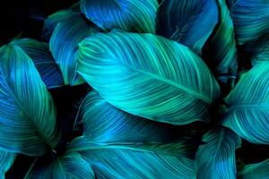 das tropisch Blatt von Spathiphyllum Cannifolium Vitrinen ein abstrakt Grün Textur, Erstellen ein atemberaubend Natur Hintergrund. foto