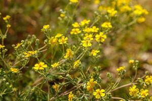 schön Gelb wild Blumen im ein Clearing foto