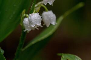 schön Frühling Blühen Lilien von das Senke mit Tropfen von Blumen Tau foto