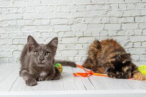 schön Paar von grau Katze Junge und Mädchen auf ein Backstein Mauer Hintergrund foto