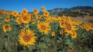 ai generiert Feld von Sonnenblumen mit Berge foto