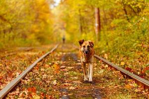 Herbst Wald durch welche ein alt Straßenbahn Fahrten Ukraine und rot Hund foto