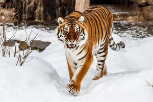 schön Panthera Tigris auf ein schneebedeckt Straße foto