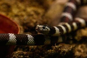 Schlange Lampropeltis getula Kalifornien foto