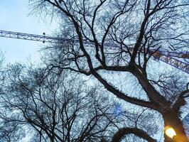 Turm Kran gegen das Hintergrund von Baum Geäst und wolkig Himmel beim Dämmerung. foto