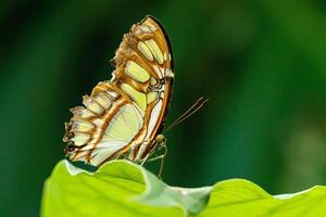 Makro schön Schmetterling siproeta Stelen foto