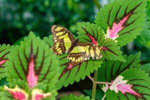 Makro schön Schmetterling siproeta Stelen foto