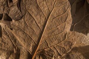 Herbst Wesen, Makro schließen oben von trocken braun Blätter Textur, perfekt zum Hintergrund und immer noch Leben foto