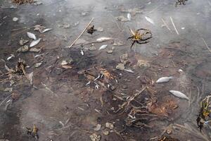 tot Fisch auf das Bank von das Fluss Verschmutzung von das Reservoir, Mangel von Sauerstoff, giftig Substanzen im das Wasser, Fauna gestorben. foto